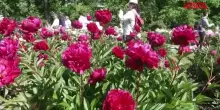 In Michigan il "pellegrinaggio delle peonie"