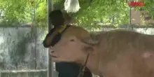 Bufalo albino col ciuffo di Donald Trump star in Bangladesh, l&rsquo;animale attira turisti allo zoo