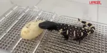 Guatemala, la nascita di tre rarissimi esemplari di lucertola velenosa in via destinzione