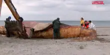Danimarca, l&rsquo;autopsia della balena Timmy sulla spiaggia dell&rsquo;isola di Anholt