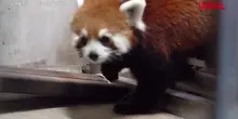 Cina-Taiwan, scambio di panda rossi tra zoo di Taipei e Shanghai