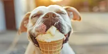 Gelati e snack freschi per cani? Tutti i rimedi contro il caldo