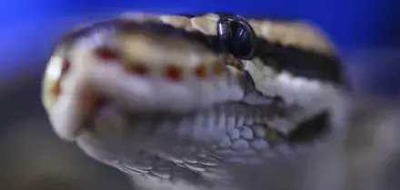 I Mondiali 2026 e il &lsquo;cervello serpente&rsquo;, viaggio nella mente del tifoso