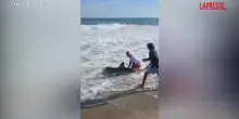 Usa, pescatore salva squalo bianco: rimuove lamo e lo libera in acqua