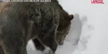 Usa, due fratelli grizzly salvati da cuccioli giocano nella neve allo zoo di San Diego