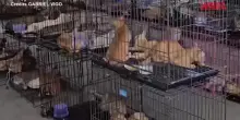 Vietnam, salvati oltre 500 gatti rubati ai proprietari per essere mangiati
