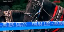 New York, 18enne muore scaraventato a terra da un cavallo imbizzarrito: la carrozza ribaltata allinterno di Central Park