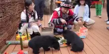 Cina, dono goloso per cuccioli di orso nero e di tigre siberiana nel parco di Kunming