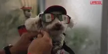 Mondiali 2026: in Messico spopola Osito, il cane trovatello mascotte della nazionale