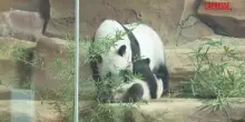 Indonesia, debutta Rio: il primo cucciolo di panda gigante nato nel Paese