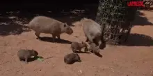 Gerusalemme, cuccioli di capibara al Biblical Zoo: battezzati coi nomi dei Beatles