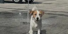 Caldo, anche i cani a rischio: i sintomi spia e gli errori da evitare
