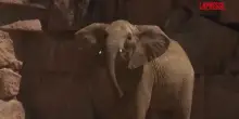 Germania, gli elefanti tornano allo zoo di Berlino: i primi passi nella loro nuova casa