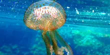 Meduse, vermocane e specie aliene: le insidie marine e come intervenire