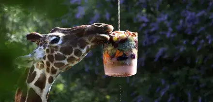Caldo record, al Bioparco di Roma ghiaccioli di frutta e pesce per gli animali &ndash; Le Foto