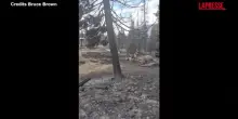 Incendi in Utah, distrutte case e foreste