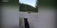 Canada, escursionista faccia a faccia con un grizzly