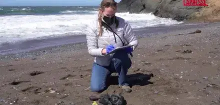California, uccelli marini affamati e morti per londata di calore al largo della costa
