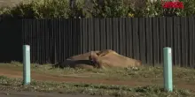Australia, la foca Neil attrazione della Tasmania: ecco l&rsquo;elefante marino da 1,4 milioni di follower