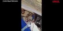 Terremoto in Venezuela, cane trovato vivo dopo 8 giorni