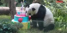 Messico, festa allo zoo per Xin Xin: il panda gigante compie 36 anni