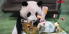 Taiwan, festa per il compleanno della prima panda nata sullisola: il video