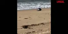 Australia, le misteriose sfere dello "Spazio" rinvenute sulla spiaggia a Forrest Beach
