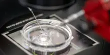 Procreazione assistita, la medicina predittiva cambia la fertilit&agrave;