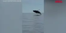 Russia, raro avvistamento di una megattera con il suo cucciolo nel Mare di Barents