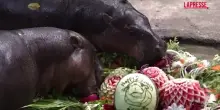 L&rsquo;ippopotamo pigmeo Moo Deng compie 2 anni: festa allo zoo di Bangkok