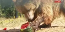 Caldo record, in Kosovo angurie e frutti ghiacciati per gli orsi di un rifugio a Pristina