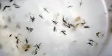 West Nile, con il caldo c&rsquo;&egrave; il primo caso a Latina: che cosa significa