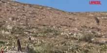 Cisgiordania, decine di bambini fanno volare i loro aquiloni: la protesta contro loccupazione israeliana
