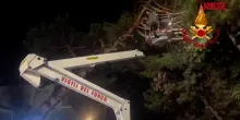 Maltempo in Emilia Romagna, a Forl&igrave; alberi abbattuti da raffiche di vento e pioggia