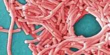 Legionella, l&rsquo;epidemia a New York e il legame con l&rsquo;aria condizionata