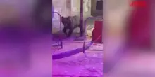 LAquila, orso tra le giostre a Villa Scontrone: scatta l&rsquo;allerta durante la festa