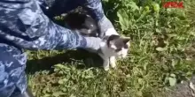 Russia, "beccato" il gatto usato come corriere della droga nel&nbsp;carcere di&nbsp;Nižnij Novgorod