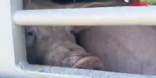 Caldo: animali morti e agonizzanti nei camion con oltre 45 gradi senz&rsquo;acqua, la denuncia di Essere Animali