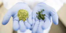 Salmonella, richiamati integratori alla moringa dopo focolaio negli Usa