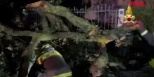 Maltempo, alberi caduti e allagamenti nella provincia di Ancona