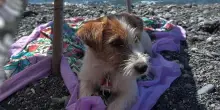 Vacanze col cane, i consigli della veterinaria per partire in sicurezza