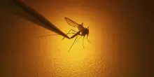 Il West Nile virus allarma l&rsquo;Europa, Grecia e Italia &lsquo;osservate speciali&rsquo;