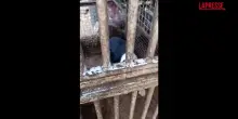 Trento, allevamento lager a Fiav&egrave;: 30 cani sequestrati