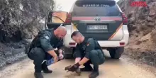 Spagna, la Guardia Civil soccorre gli animali dagli incendi