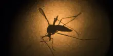 Dengue e chikunguya, i consigli per chi viaggia in aree a rischio