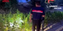 Reggio Calabria, maxi piantagione di cannabis scoperta nella Locride