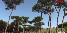 Napoli, avviata prima sperimentazione al mondo per salvare i pini marittimi dalla cocciniglia
