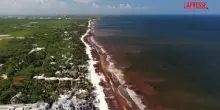 Messico, le alghe invadono le spiagge e penalizzano il turismo