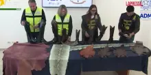 Roma, sgominato traffico di pelli pregiate e di specie protette: anche stivali in pelle di squalo