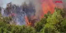Incendi in Grecia, decine di persone evacuate via mare